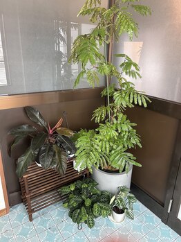 ヒトヒ(HITOHI)/観葉植物