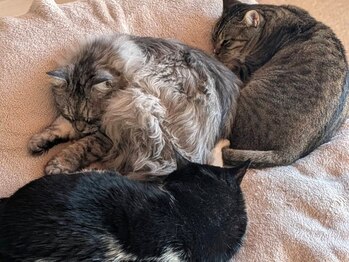 まるまる舎/仲良し3匹◎