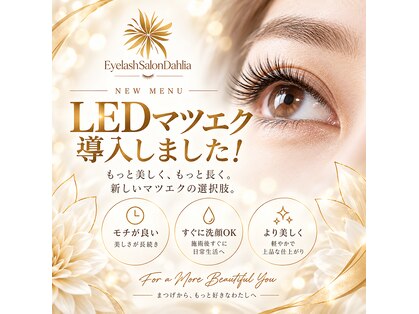 ダリア(Dahlia)の写真