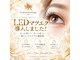 ダリア(Dahlia)の写真