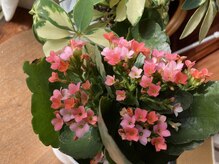 たにあん/多肉植物カランコエ