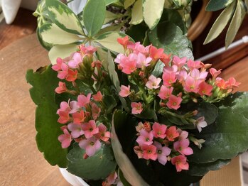 たにあん/多肉植物カランコエ