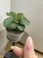 ササラ(SASARA) 最近愛でている子