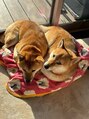 ランタン(Lantern)&nbsp;柴犬ワンコ2匹がお庭で遊んでる時は可愛がって下さい(^^)