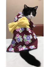 たいよう施術院 ひたちなか/看板猫のひめです。