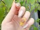 シェル ネイル(Cher nail)の写真/深爪/爪の形でお悩みの方【ショートスカルプ+ワンカラー¥8000】長さ出し【ロングスカルプ＋カラー¥9000】