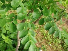 巡りラボ/石垣産無農薬モリンガ使用