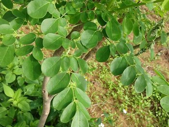 巡りラボ/石垣産無農薬モリンガ使用