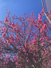 ウェルネス 横浜店&nbsp;大澤 