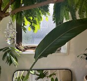 パームココ(palmcoco)