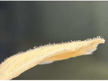 ハリウッドブロウリフト ワクシー 表参道店(HOLLYWOOD BROW LIFT WAXYYY.)/産毛ごっそり!艶肌 FACE WAX!