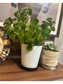 ルネミア(LuNemia)&nbsp;触り心地がクセになる！お気に入りの多肉植物ハーブ♪