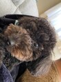 アディクトウラ(Addict'ula) 我が家のわんこ。毎日癒されています◎オキシトシン感じる、、