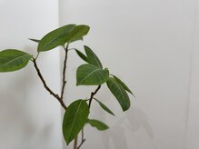 ニュートラル(neutral)/毛穴エステサロンで癒しの時間