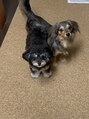 アイラッシュサロン ミリミリ(milimili) 犬を2匹飼ってます♪