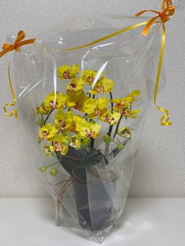 フットメンテ 巻き爪矯正センター 南浦和/胡蝶蘭