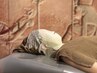 【ハトシェプストコース】むくみ除去フェイシャル75分7700円◇石膏パック使用
