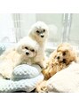 シービューティー(C BEAUTY)&nbsp;昨年からワンチャンを飼い始めて一気に3匹笑ワンチャン話大歓迎
