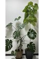 ドクターヘッド 四谷店(Dr.HEAD)&nbsp;お家で育ててる観葉植物達です！