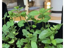 リリーボワ(LillyBois)/糸島ハーブ