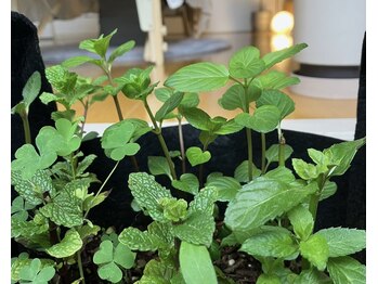 リリーボワ(LillyBois)/糸島ハーブ