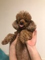 シャイニーネイル(Shiny nail) 愛犬オリバー。お調子者ですが、甘えん坊な男の子。