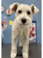グレースフィオーレ 新宿店 (gracefiore) 愛犬のホワイトシュナウザーです!癒しです(^^♪