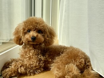 トトノリス(Totonoris)/軽やかカットをしました!