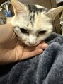 ストレッチプラス(plus) 実家で飼ってる猫です