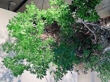 スイウ 江戸川橋店(SUiU)/季節で変わるシンボルツリー