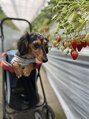 キューラッシュ 柏店(Q-LASH)&nbsp;愛犬といちご狩りに行った時の写真です♪