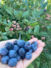 絡流(Rakuryu)/絡流の庭に実ったブルーベリー♪