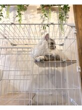 プリモ(PRIMO)&nbsp;Sui 