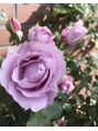 エピファニー(Epi phany Total Beauty Salon)&nbsp;趣味で自宅の庭に、５種類のバラを増やしたり、育てています(^^)