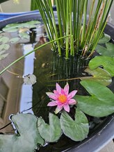 ここつ漢方薬店 二俣川院/スイレンが咲きました♪