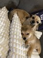 フィル(fill.)&nbsp;mix犬を２匹飼っています！