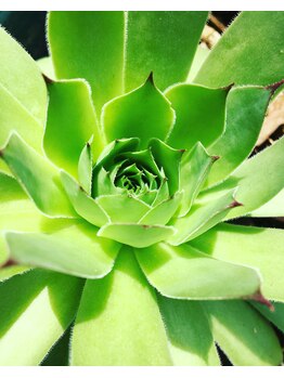 ラピスミー(mii)/サロン内観