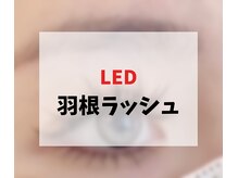 プリンセスローズ(Princess Rose)/▼▼LED 羽根ラッシュ▼▼