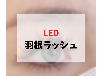 プリンセスローズ(Princess Rose)/▼▼LED 羽根ラッシュ▼▼