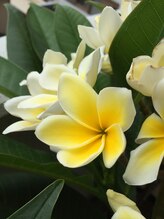 プルメリア(Plumeria)/[アロマ漂うプライベートサロン]