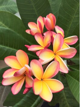 プルメリア(Plumeria)/[リンパを熟知した本格技術]