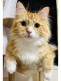 ヤコ(YACO) 我が家の愛猫ホク君です♪(ホクはハワイ語で満月)