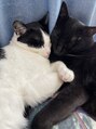 アクター(ACTOR) 愛猫