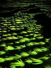 ライト ハーモニー(Light Harmony)&nbsp;代表 松