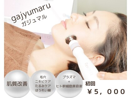 ガジュマル(gajyumaru)の写真