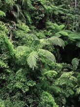 眠れる癒しの森 立川2号店&nbsp;癒しの森 ふえ