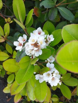 ボディケア メロー(bodycare mellow)/花