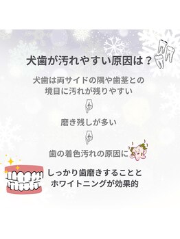 プラスビーセルフ(+b self)/犬歯が汚れやすい原因