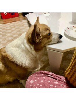 サロンドフィル(Salon de fil)/私、鼻が効くのよ！