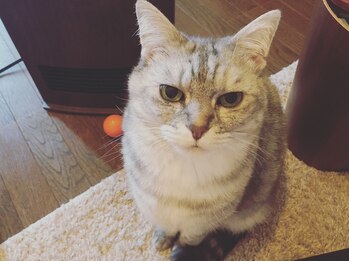 風香堂/うちの猫♪